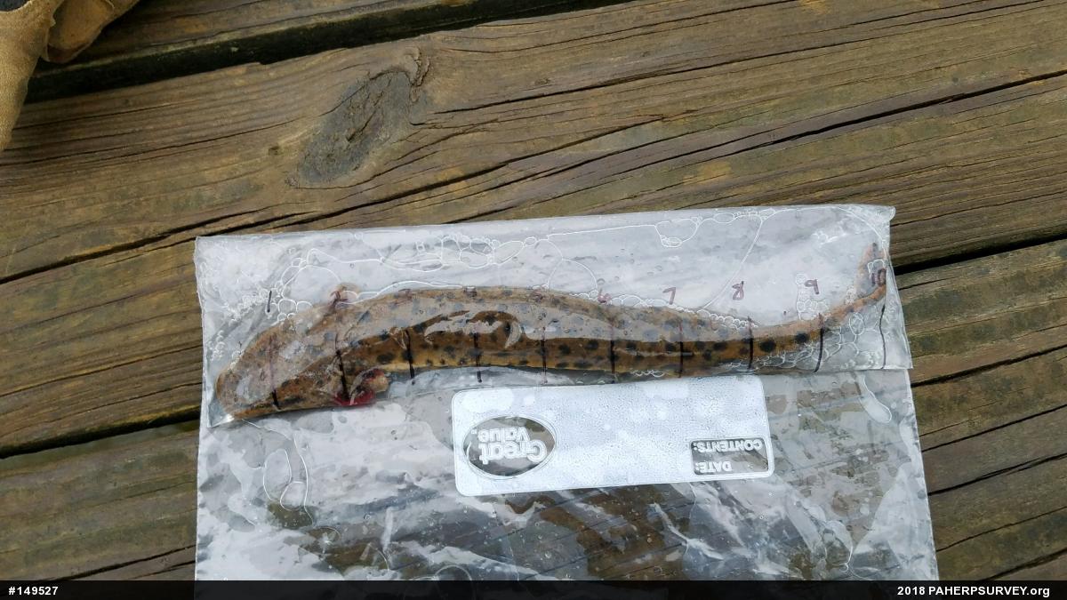 Common Mudpuppy