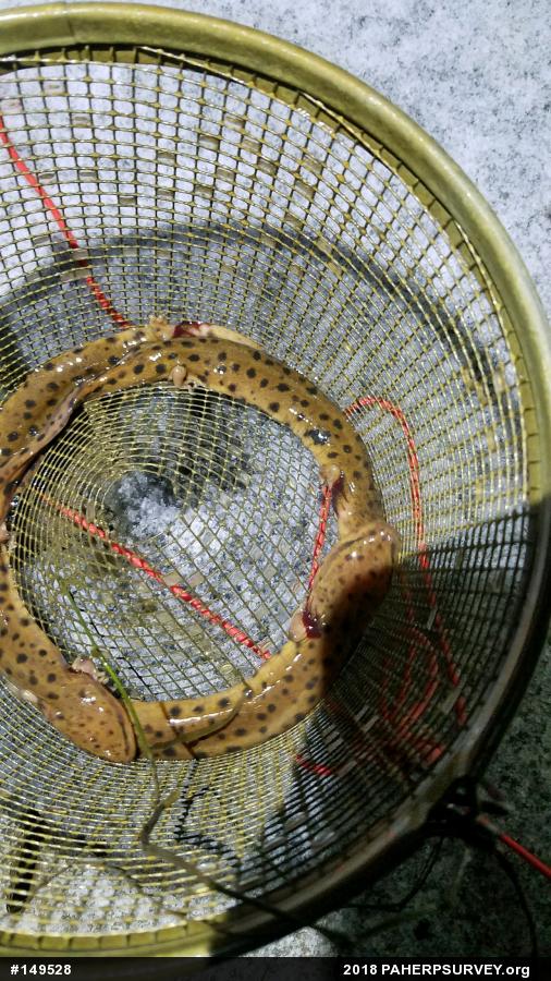 Common Mudpuppy