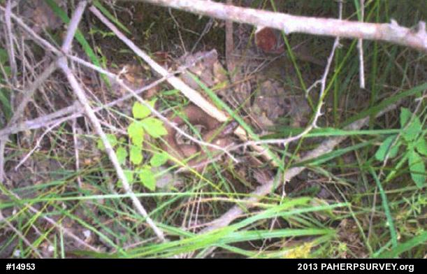 Northern Watersnake