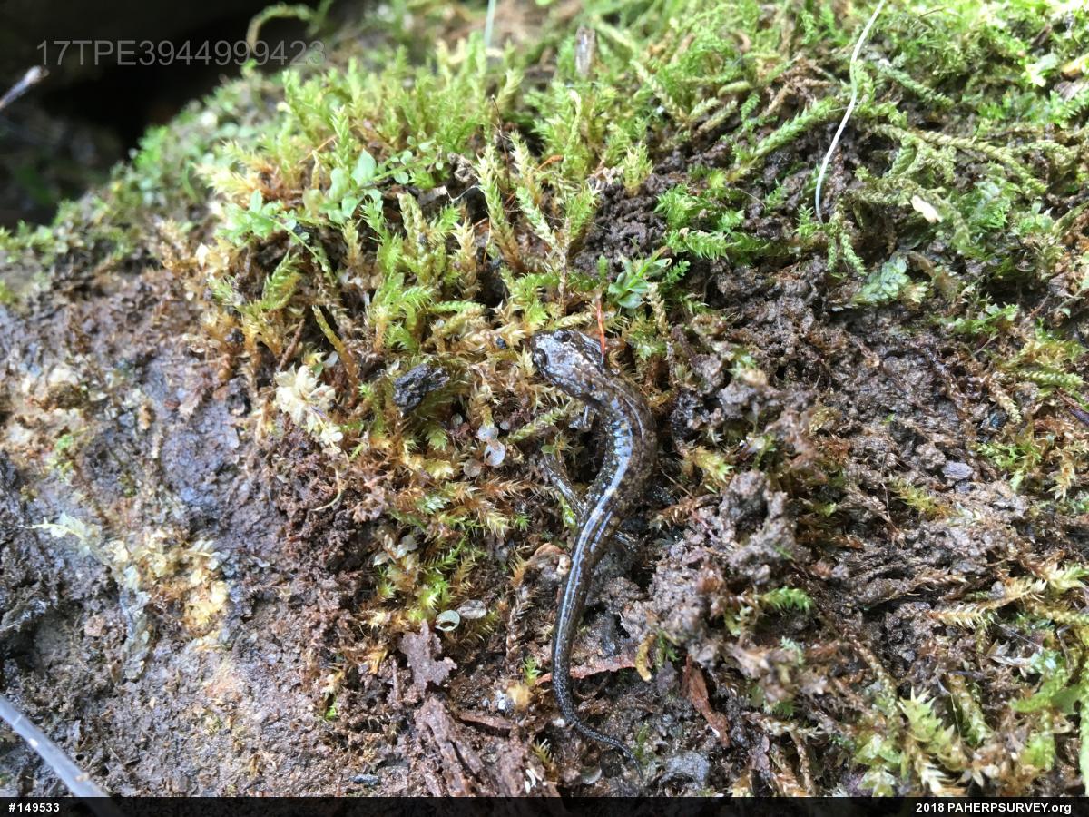 Northern Dusky Salamander