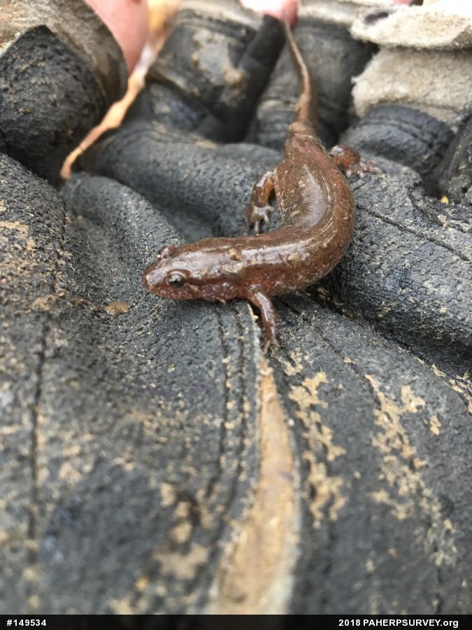 Northern Dusky Salamander