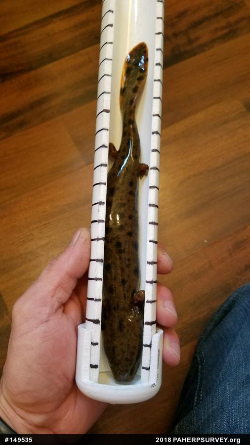 Common Mudpuppy