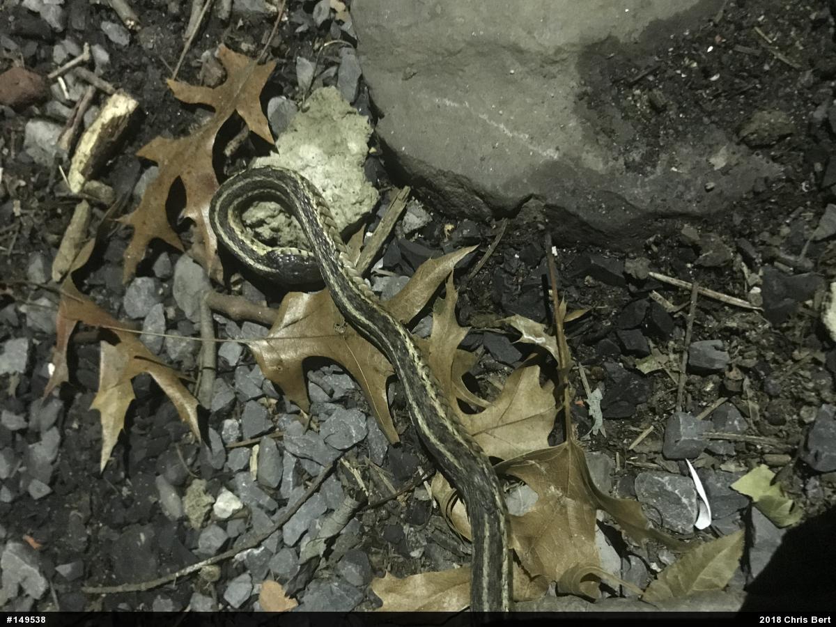 Eastern Gartersnake