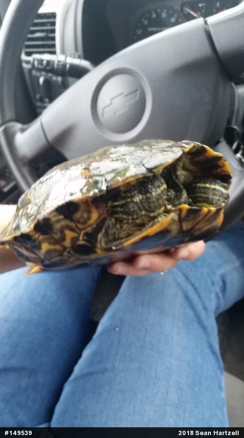 Red-eared Slider