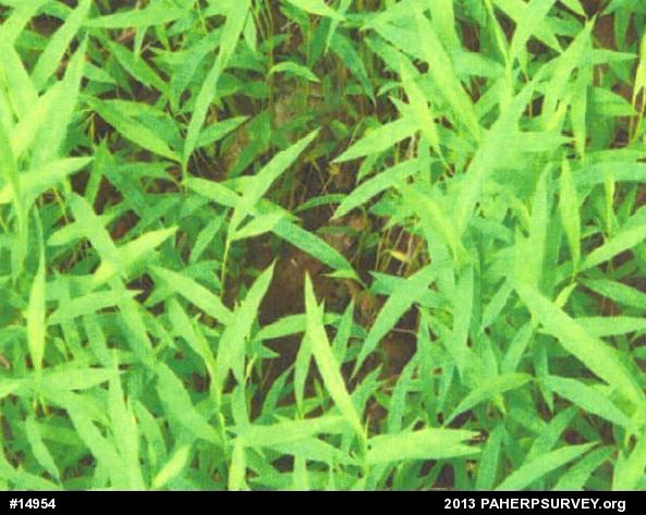 Green Frog