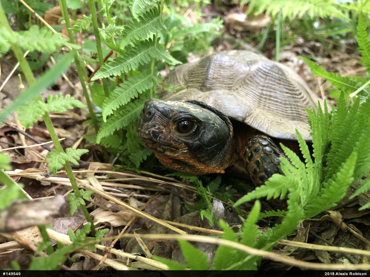 Wood Turtle