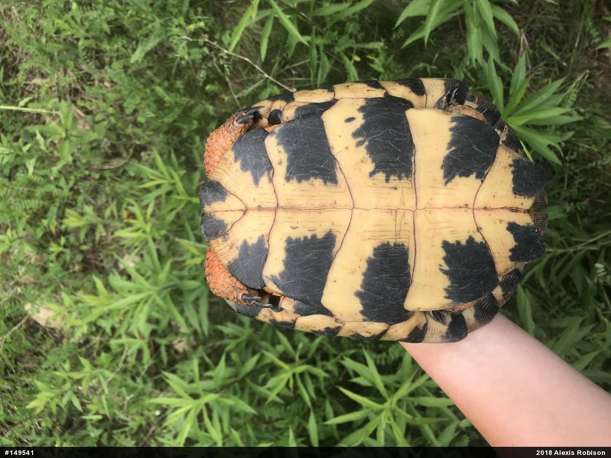 Wood Turtle