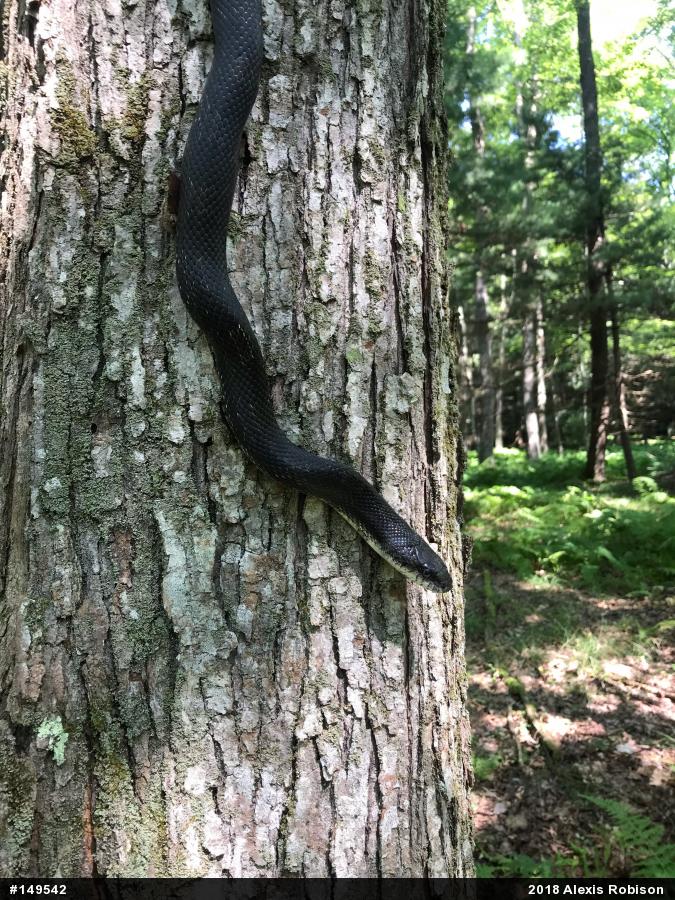 Eastern Ratsnake