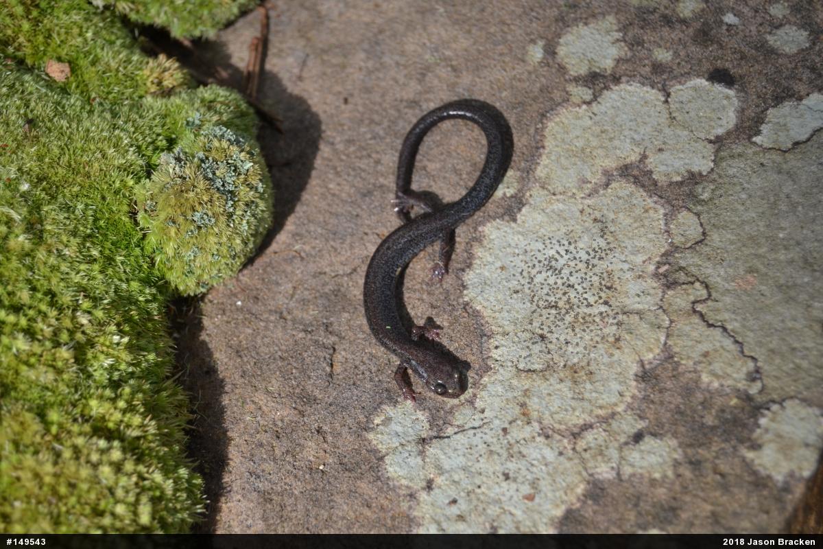 Valley And Ridge Salamander