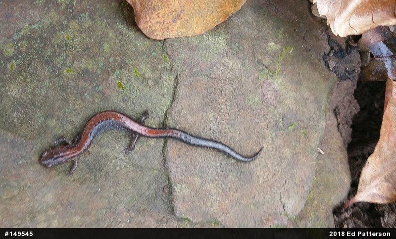 Eastern Red-backed  Salamander