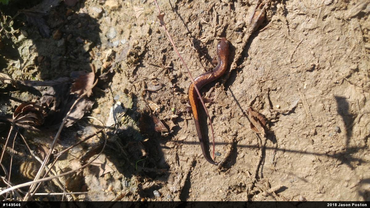 Eastern Red-backed  Salamander
