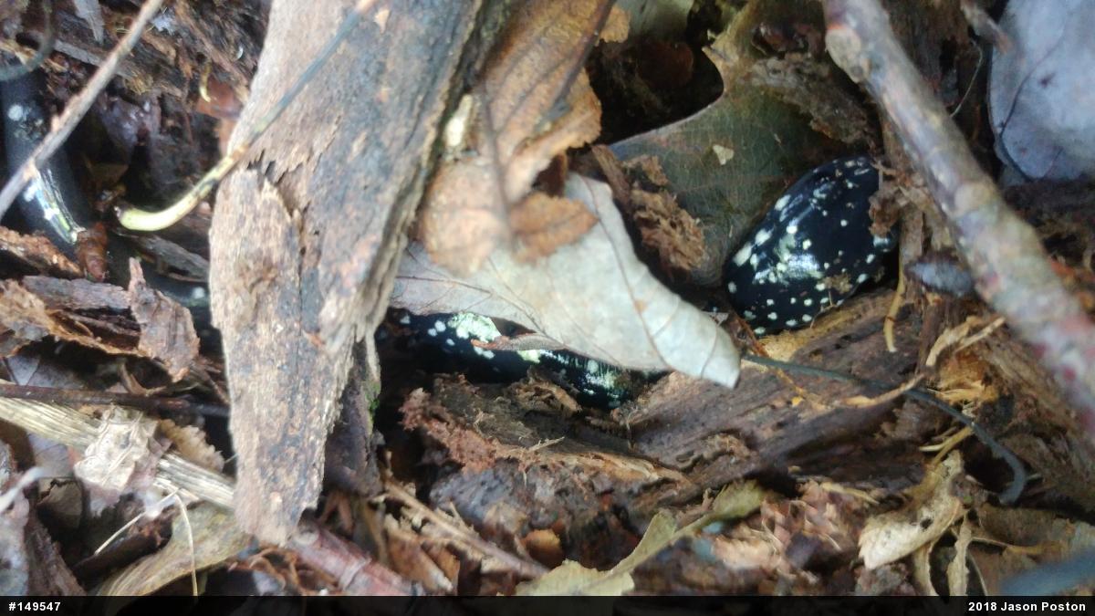 Northern Slimy Salamander