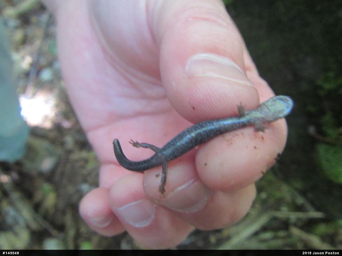 Eastern Red-backed  Salamander