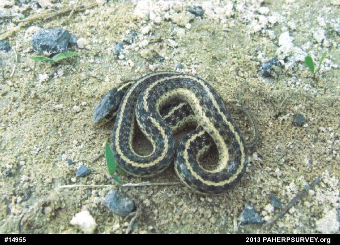 Eastern Gartersnake