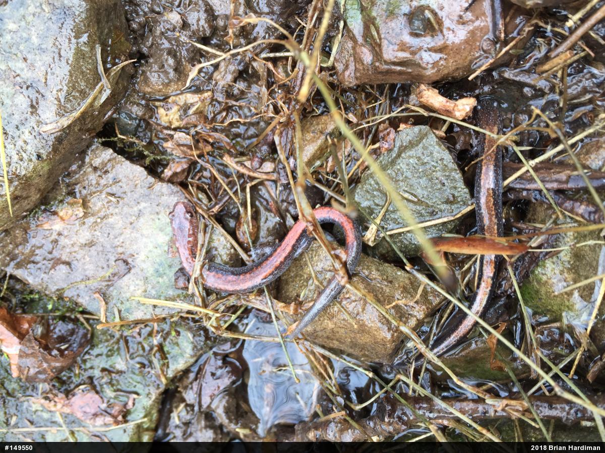 Eastern Red-backed  Salamander