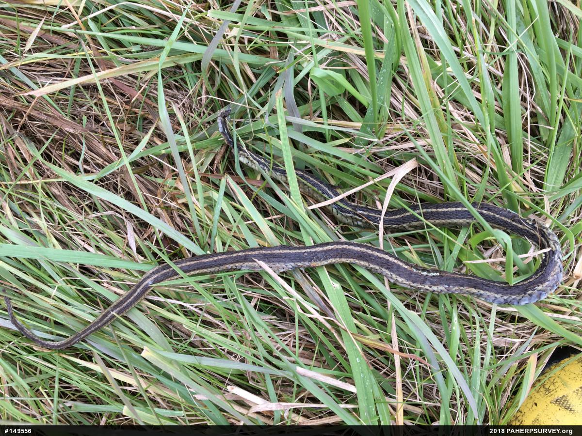 Eastern Gartersnake