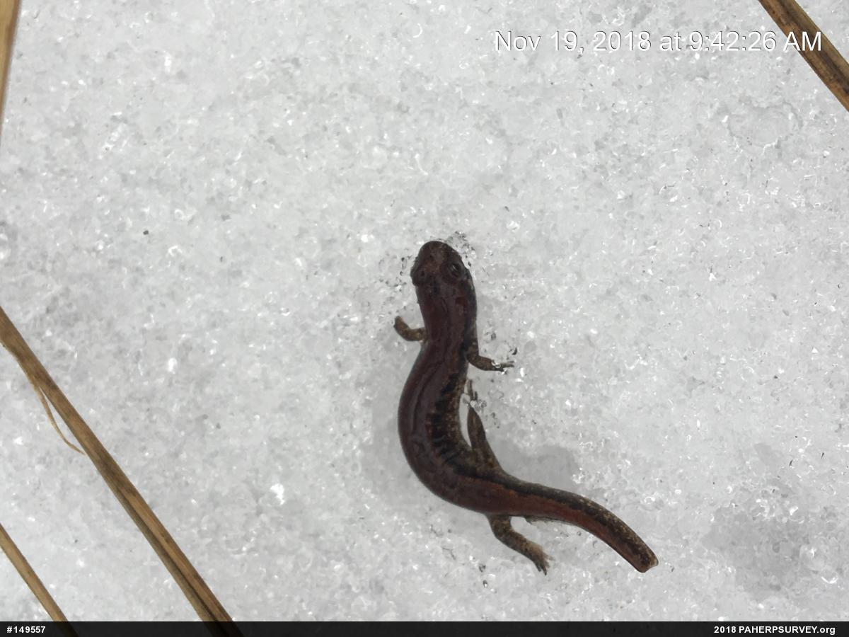 Northern Dusky Salamander