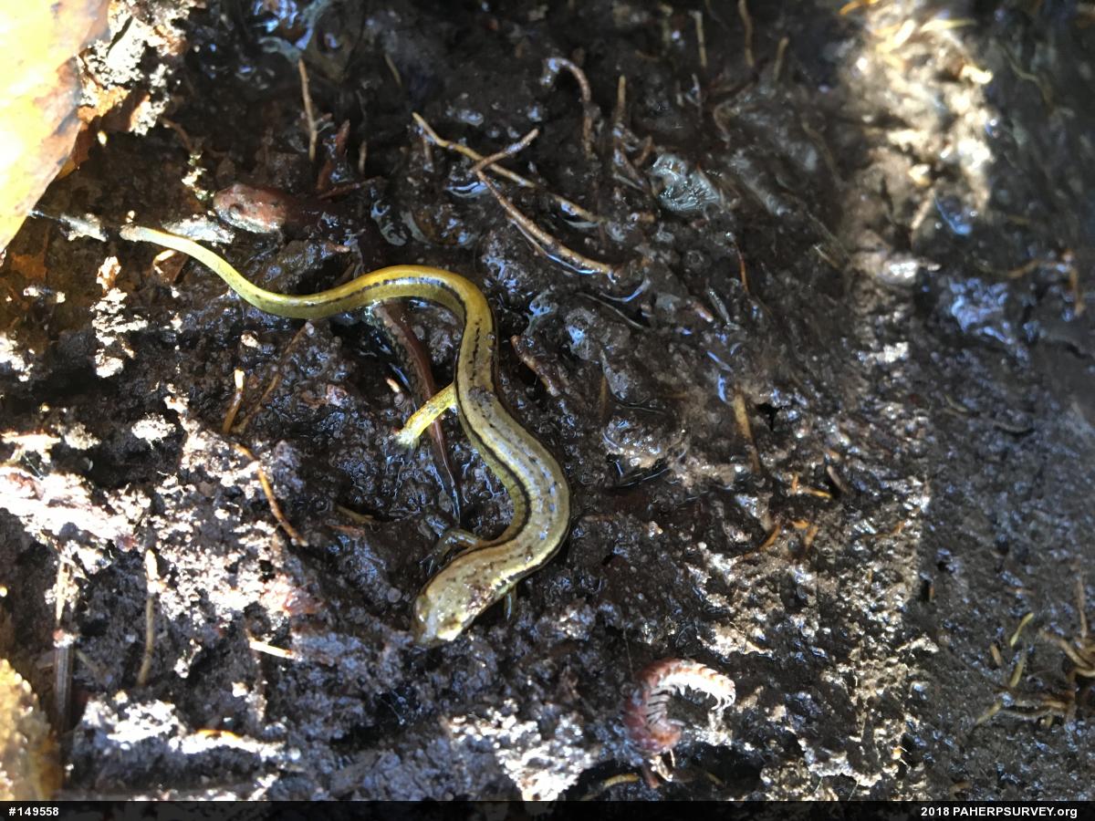 Northern Two-lined Salamander