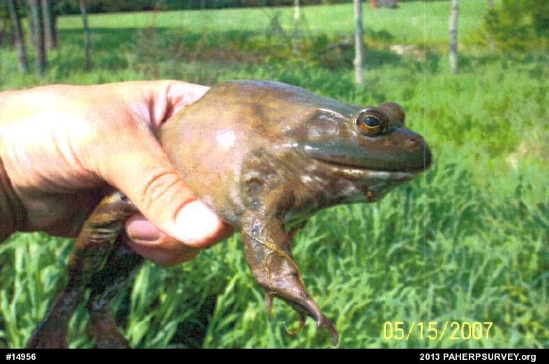 American Bullfrog