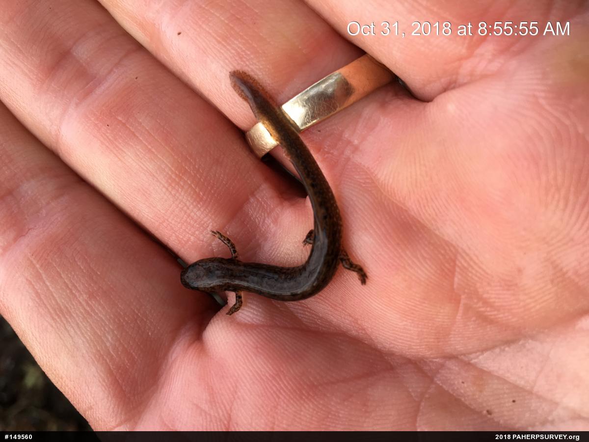 Northern Two-lined Salamander