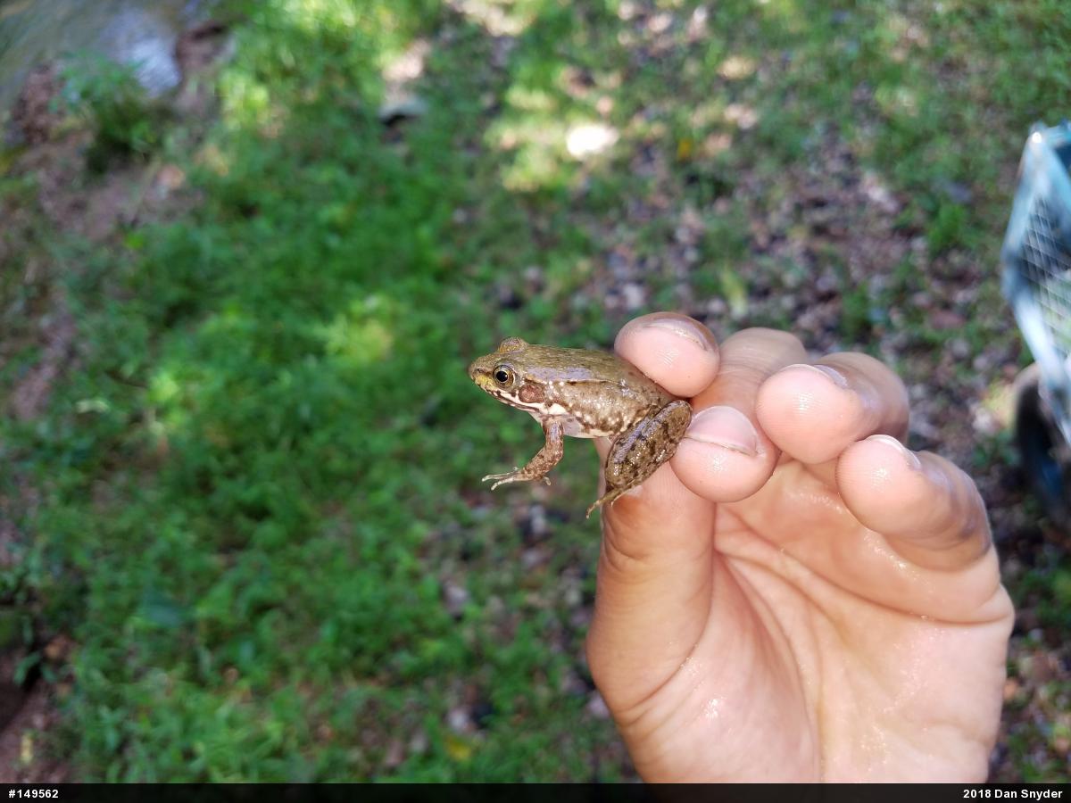 Green Frog
