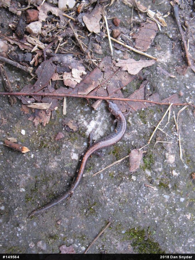 Eastern Red-backed  Salamander