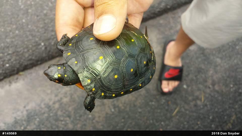 Spotted Turtle