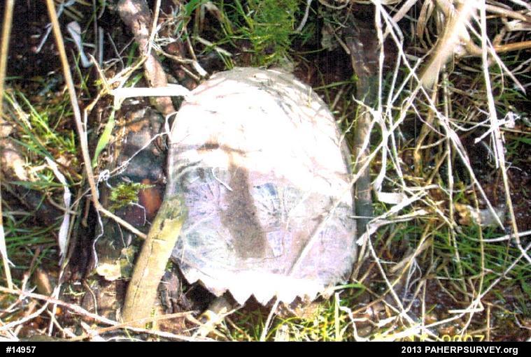 Snapping Turtle
