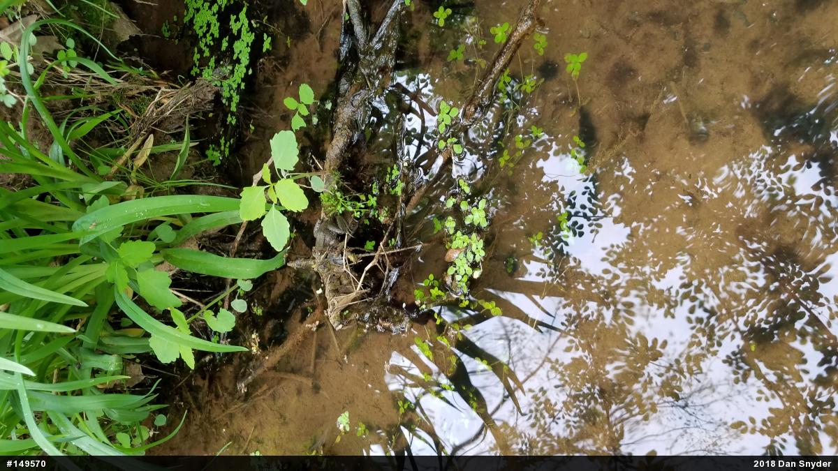 Green Frog