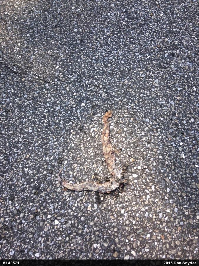 Northern Copperhead