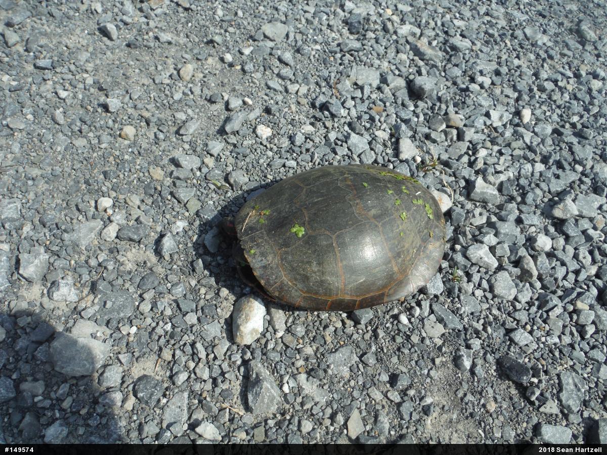 Midland Painted Turtle