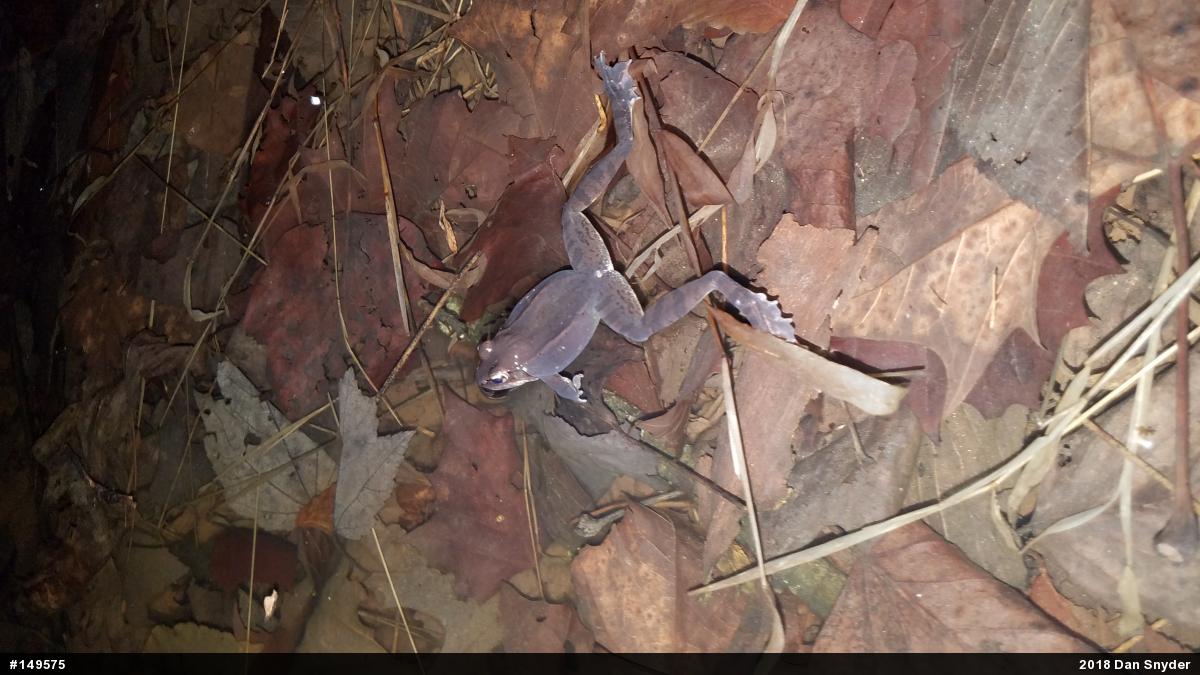 Wood Frog