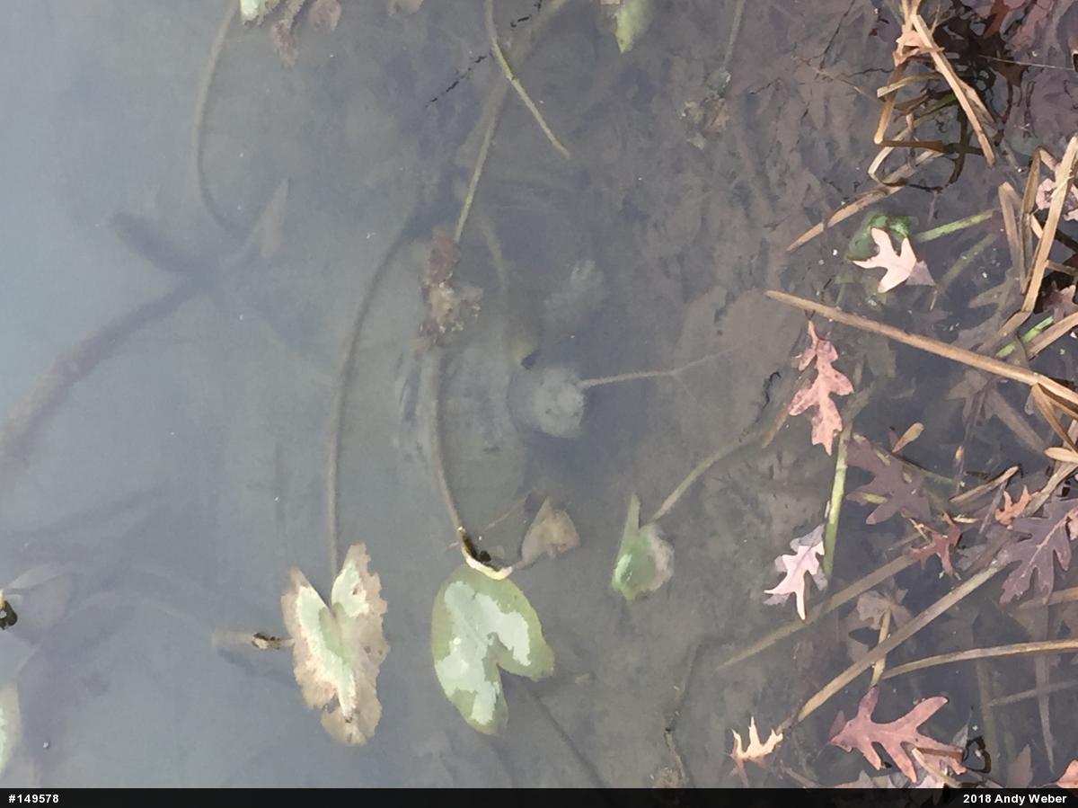Snapping Turtle