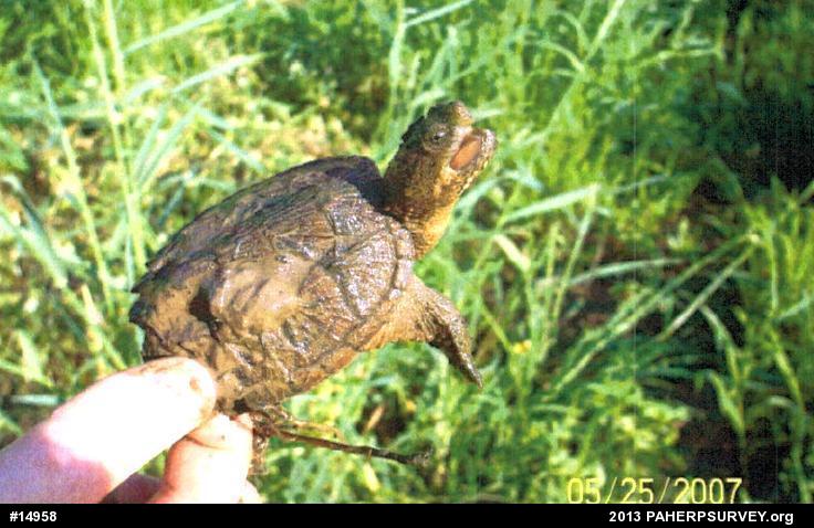 Snapping Turtle