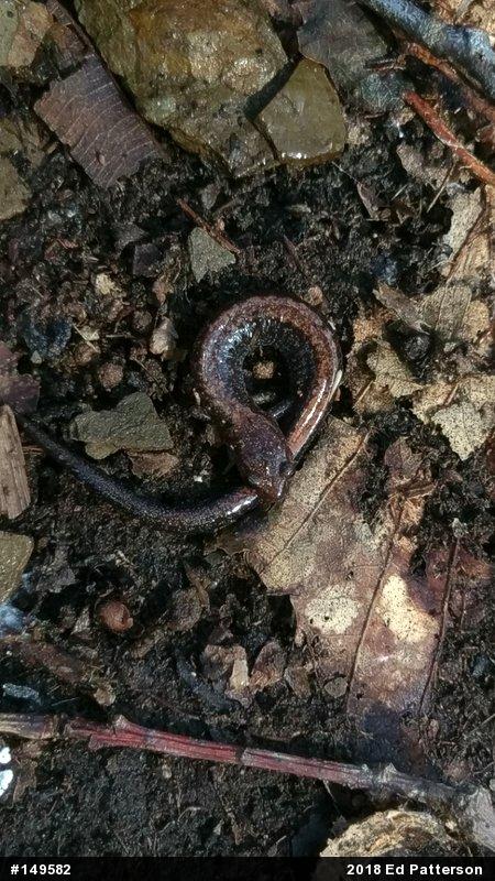 Eastern Red-backed  Salamander