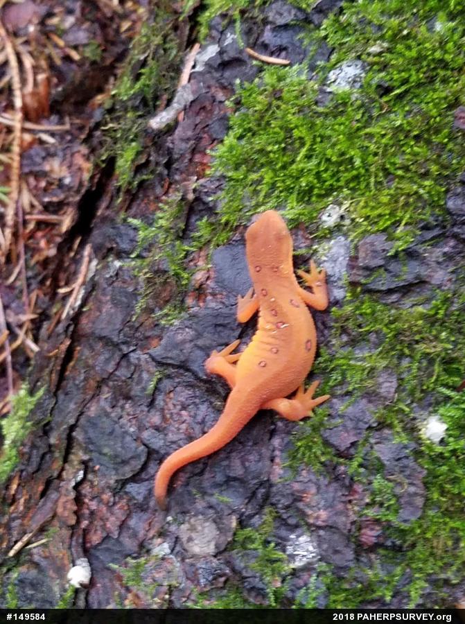 Red-spotted Newt