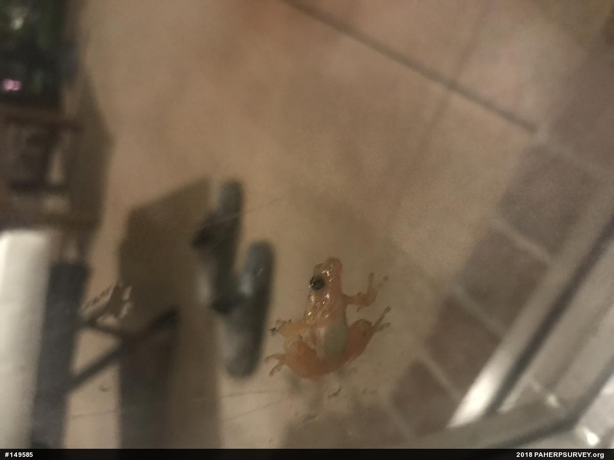 Spring Peeper