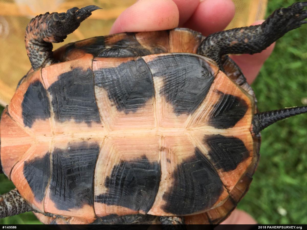 Spotted Turtle
