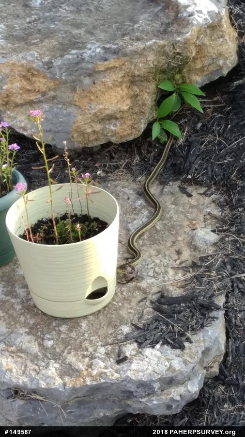 Eastern Gartersnake
