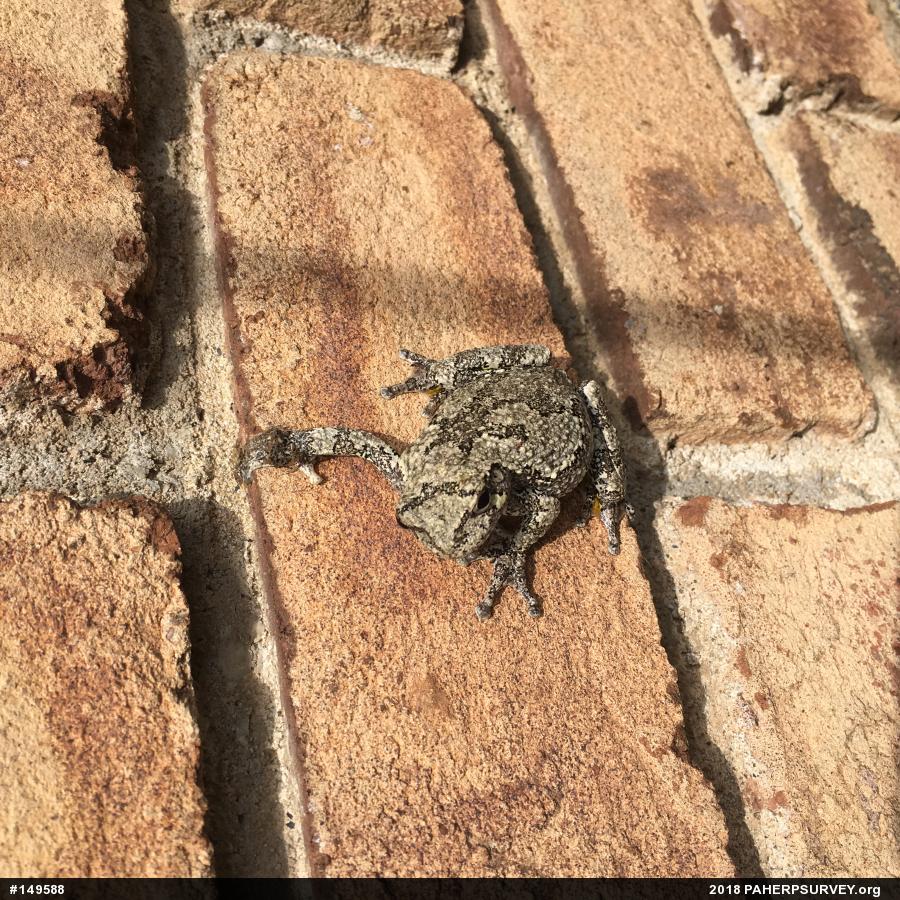 Unknown Gray Treefrog