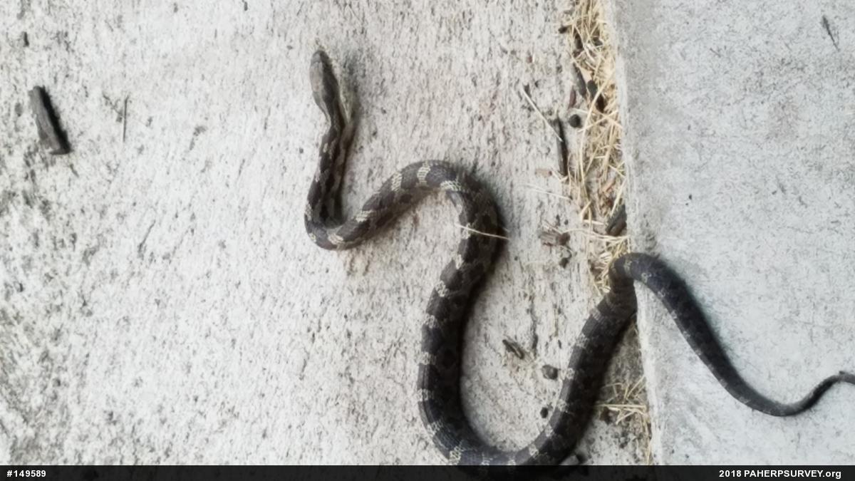 Eastern Ratsnake