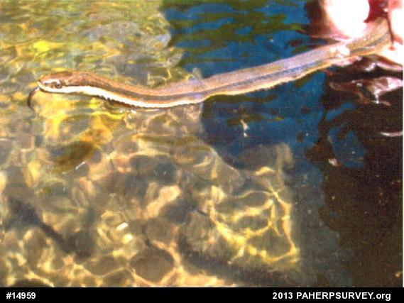 Queensnake