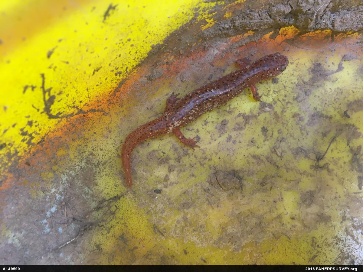 Northern Red Salamander