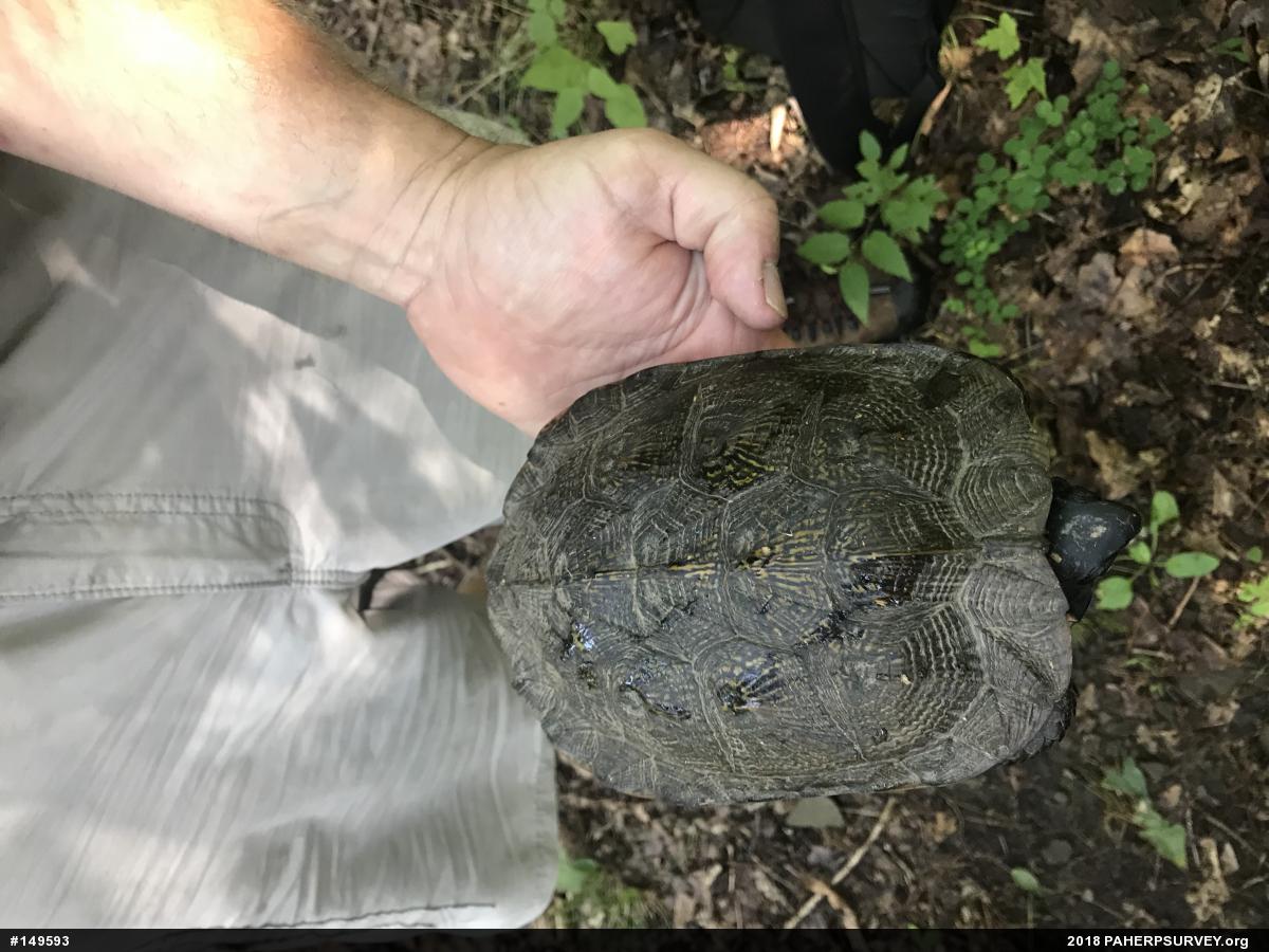 Wood Turtle