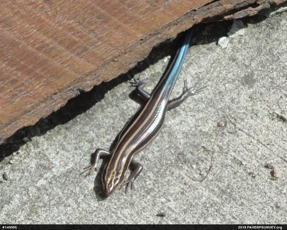 Common Five-lined Skink