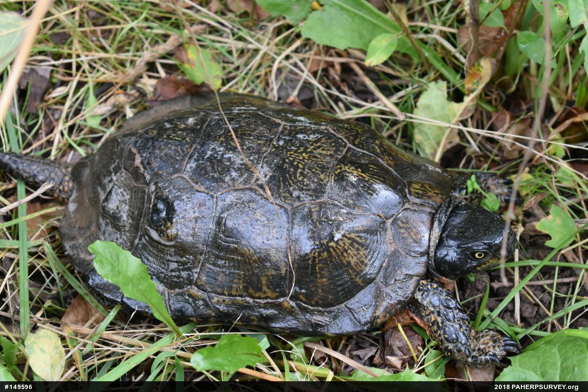 Wood Turtle