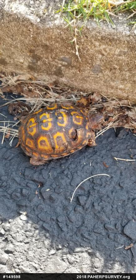 Eastern Box Turtle