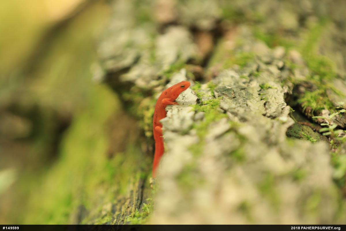 Red-spotted Newt