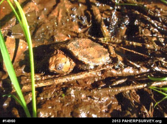 Snapping Turtle