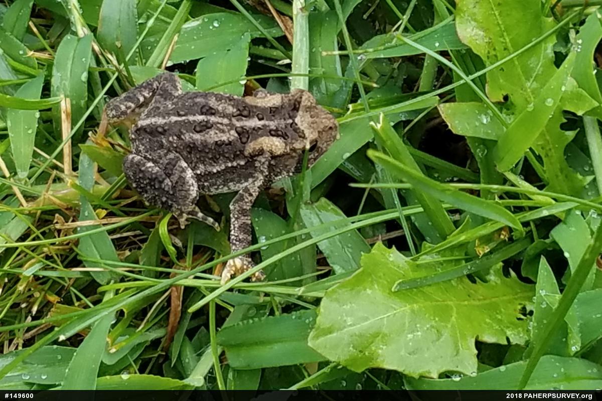 Eastern American Toad